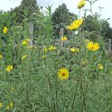 Helianthus maximiliani